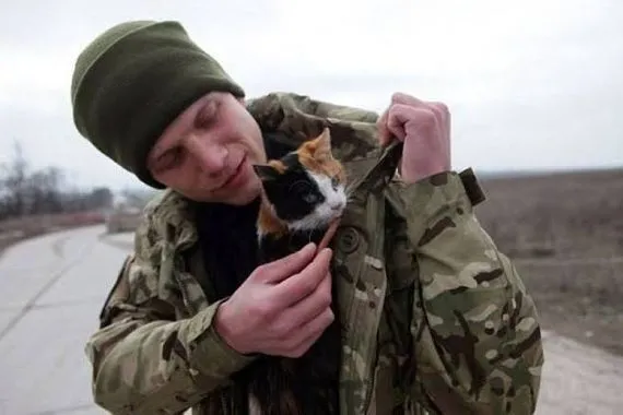 القطط تساند الجيش الأوكراني ضد روسيا.. من أين جاءت الفكرة؟