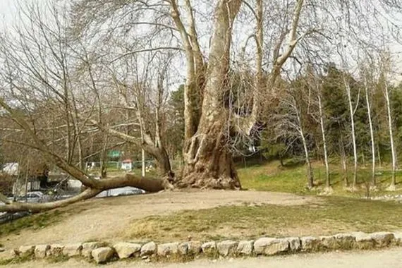 كرماشان تحتفل بشجرة شيرين وفرهاد بعد بلوغها 602 عام من العمر