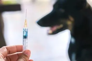 صحة المثنى تعلن وصول 600 جرعة من لقاح داء الكلب