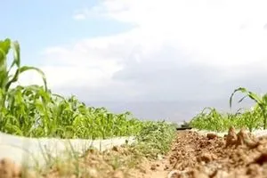 الأنبار تزرع مناطق "خطرة" لأول مرة منذ 20 عاماً