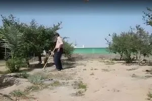 "بدلاً من التمور".. شح المياه يدفع مزارعين عراقيين الى اشجار السدر