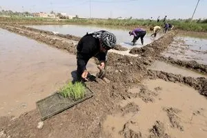 انخفاض الزراعة التقليدية في العراق بنسبة 20% خلال 3 سنوات