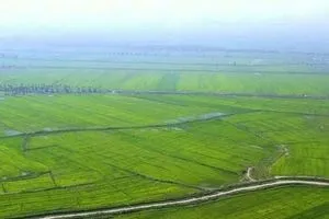 طلب نيابي لزيادة مساحات زراعة الشلب في هذه المحافظات