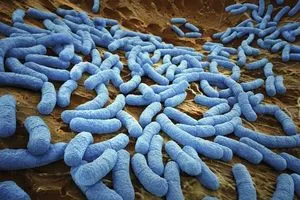 باحثون يعثرون على بكتيريا متعطشة لدم الإنسان