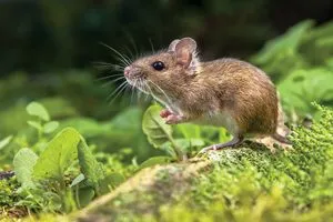 كالبشر.. دراسة صينية تؤكد وجود إمكانية الفئران على معرفة الارقام