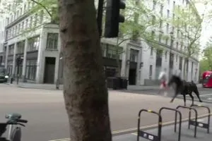 خيول الجيش البريطاني تثير الذعر في شوارع لندن