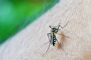 خبراء: التغير المناخي سيزيد الاصابات بمرض الملاريا في العالم