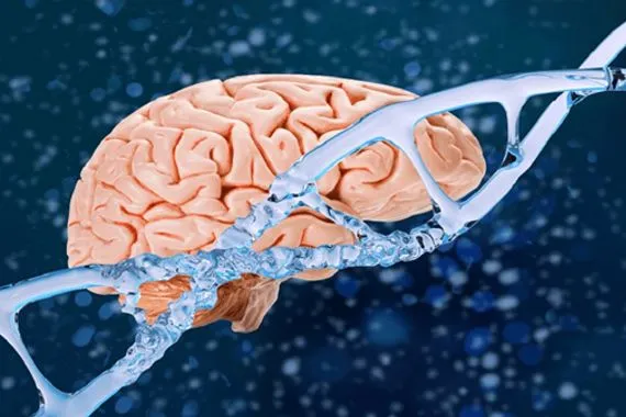 باحثون يضعون أطلس شامل للتطور الوراثي المبكر للدماغ