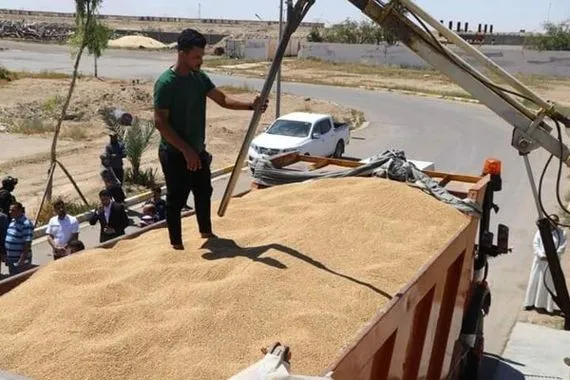 الانبار تعلن تسويق 100 الف طن من محصول الحنطة