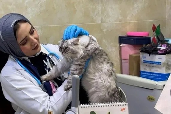 نقابة الاطباء البيطريين: توقف التعيينات منذ ثلاثة عقود ونصف