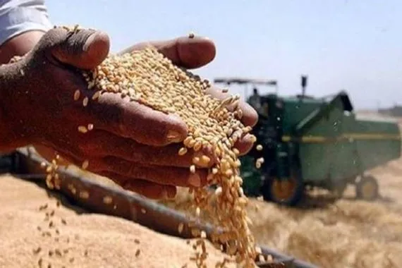 نائب يكشف خسائر العراق بسبب مافيات الحنطة