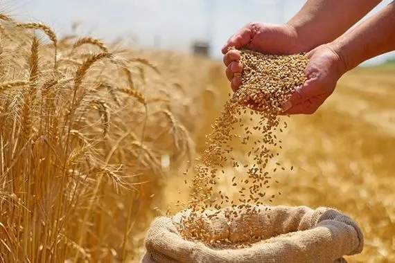 الزراعة النيابية: دعم الحكومة اسهم بتحقيق الاكتفاء الذاتي من الحنطة