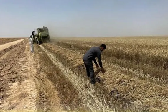 الزراعة تعلن النجاح باستصلاح 4 ملايين دونم من الأراضي الصحراوية