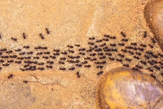 علماء يكتشفون قدرة فطرية لدى النمل في التعرف على الجروح ومعالجتها