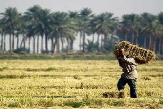 فلاحو الانبار يتكبدون خسائر كبيرة .. تعرف على السبب