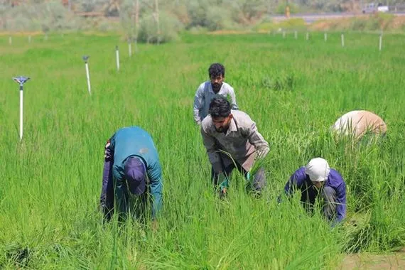 الزراعة تشكل فرقا ميدانية لتهيئة الفرص الاستثمارية الجديدة