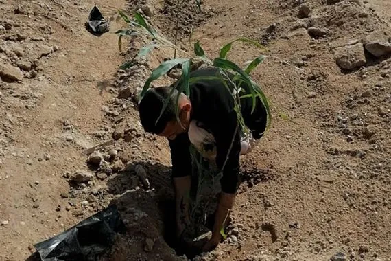 نائب: تشكيل لجنة لتقييم خسائر التصحر في العراق