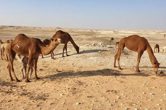 تباع بآلاف الدولارات "حليبها يعتبر دواء" ماقصة الإبل الجودية في كركوك؟