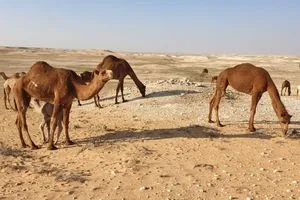 تباع بآلاف الدولارات "حليبها يعتبر دواء" ماقصة الإبل الجودية في كركوك؟