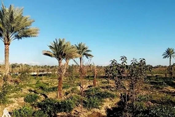 ديالى تحصي مواقع طاعون النخيل .. إعلان حالة الطوارئ وارد