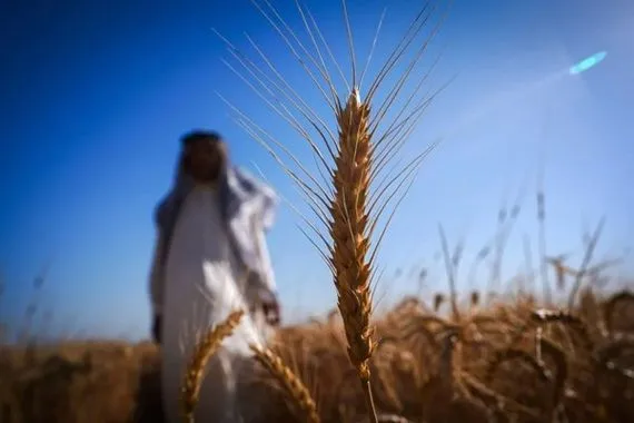 صحيفة بريطانية تتحدث عن تأثير فائض الحنطة في العراق