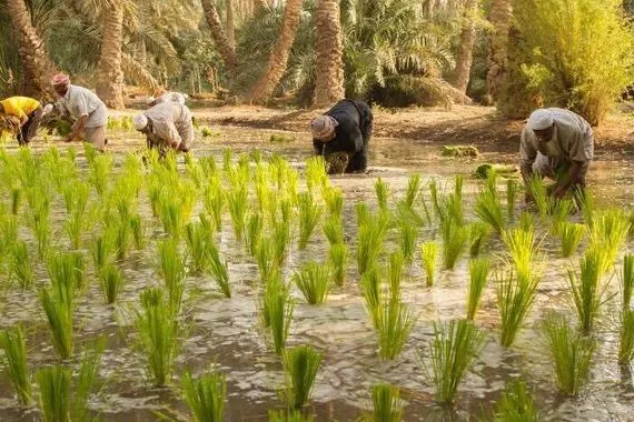 القطاع الزراعي في العراق يتراجع.. نائب يكشف عن الواقع الزراعي