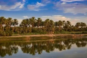 الزراعة: العراق يحتل المركز الأول عالمياً بعدد النخيل