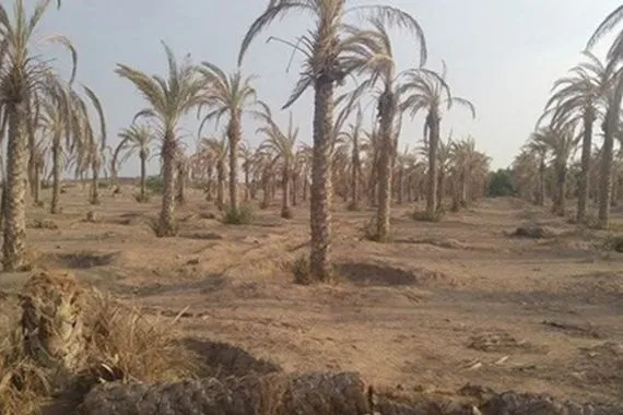 رغم تراجع معدلاتها.. تجريف البساتين لا يزال يهدد الخارطة الخضراء