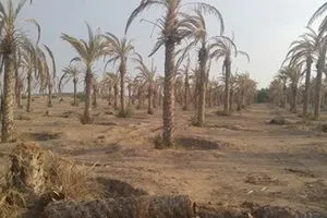 رغم تراجع معدلاتها.. تجريف البساتين لا يزال يهدد الخارطة الخضراء