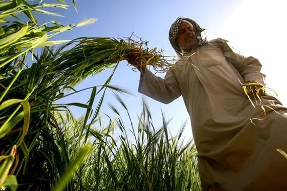 التميمي: خطر الآفات الزراعية تضاعف في العراق خلال السنوات الخمس الماضية