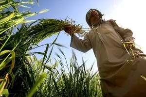 التميمي: خطر الآفات الزراعية تضاعف في العراق خلال السنوات الخمس الماضية