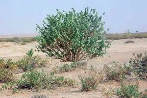 لهذا السبب..دعوات نيابية لإحياء النباتات الصحراوية في العراق