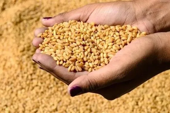 الربيعي: العراق يخسر نصف مليون دينار عن كل طن حنطة يتم تصديره