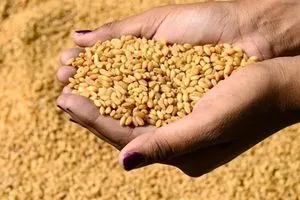 الربيعي: العراق يخسر نصف مليون دينار عن كل طن حنطة يتم تصديره