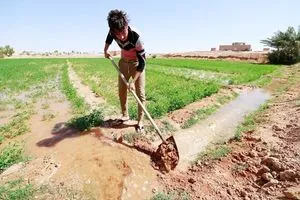 زيادة مناسيب مياه بحيرة الحبانية تنعش الزراعة شرقي الرمادي