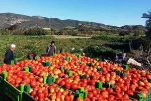 الزراعة تؤكد تصدير 1.5 مليون طن من المحاصيل الفائضة