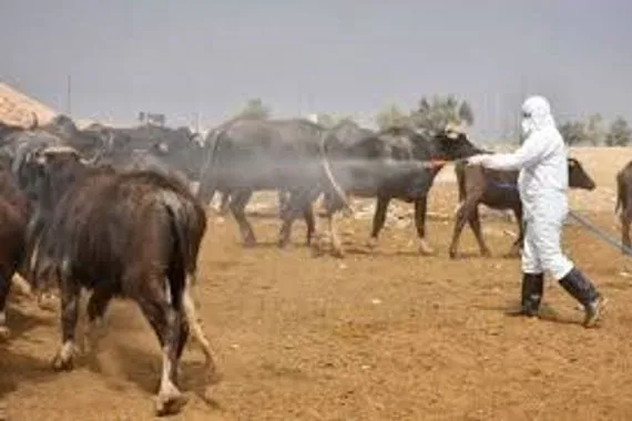 لخلوها من الحمى القلاعية.. ديالى ترفع الحظر عن حركة نقل المواشي باتجاه المحافظات