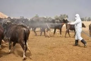 لخلوها من الحمى القلاعية.. ديالى ترفع الحظر عن حركة نقل المواشي باتجاه المحافظات
