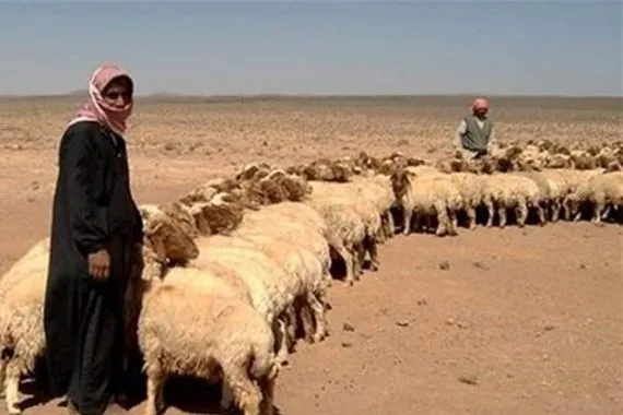 امني يوضح حقيقة ترحيل رعاة الاغنام من صحراء نينوى وصلاح الدين