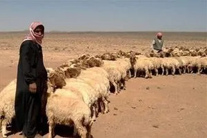 امني يوضح حقيقة ترحيل رعاة الاغنام من صحراء نينوى وصلاح الدين