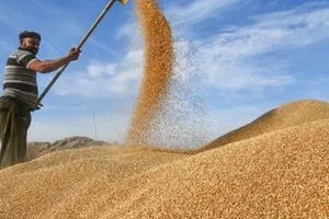 بعد تظاهرة المزارعين.. لجنة نيابية: سنخاطب السوداني لتسويق الحنطة خارج الخطة