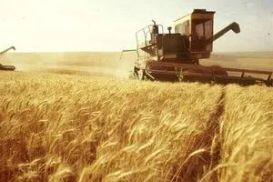 مجلس الوزراء يعتزم مناقشة ملف تسويق الحنطة خارج الخطة الزراعية