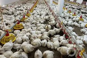 أكثر من ألف حقل دواجن في ديالى تواجه خطر الإفلاس