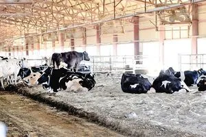 الكويت تسجل إصابات بالحمى القلاعية