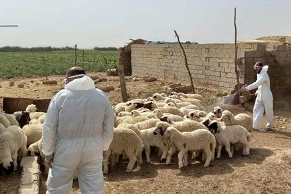 لاحتواء الحمى النزفية.. الزراعة تتحرك وتقدم إرشادات للمواطنين والمربين