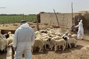لاحتواء الحمى النزفية.. الزراعة تتحرك وتقدم إرشادات للمواطنين والمربين