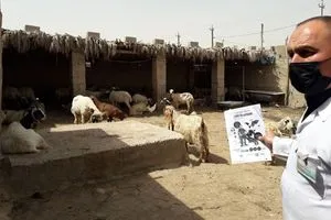ديالى تطبّق الحجر البيطري في جلولاء بعد تسجيل إصابة مؤكدة بالحمى النزفية