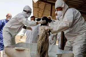 الضحية قصاب..ديالى تسجل أول وفاة بالحمى النزفية
