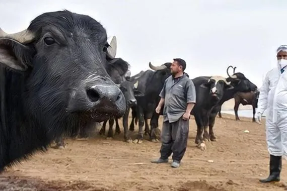 الصحة تعلن تشكيلها غرفة عمليات مع الصحة العالمية لمكافحة الحمى النزفية