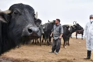 الصحة تعلن تشكيلها غرفة عمليات مع الصحة العالمية لمكافحة الحمى النزفية